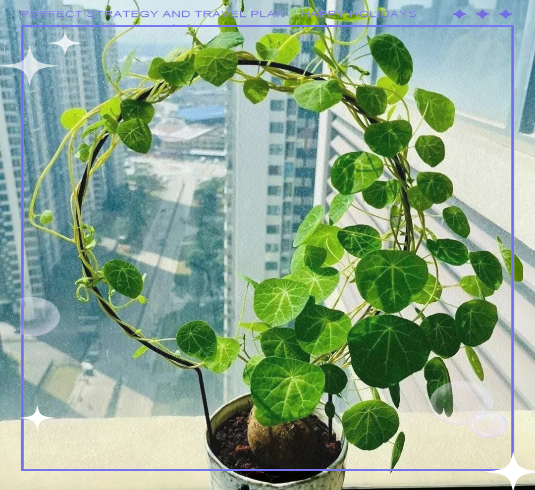 科普展现:镇宅旺宅花卉（镇宅旺宅的花卉）