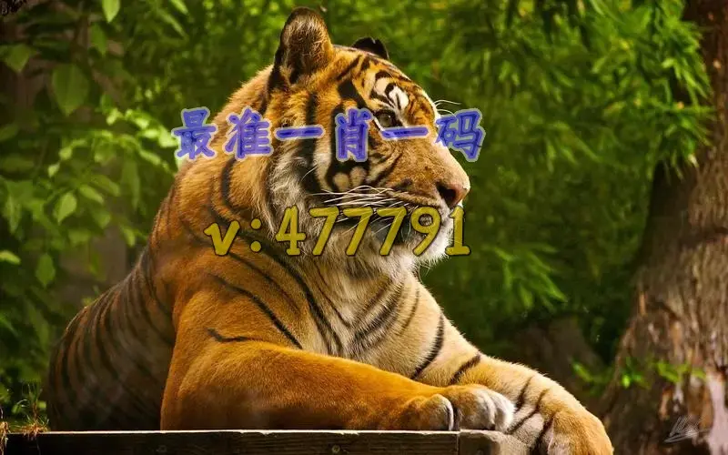 澳门最准确的马报资料